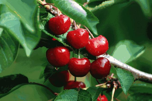 重庆周边摘樱桃,重庆北碚摘樱桃的地方