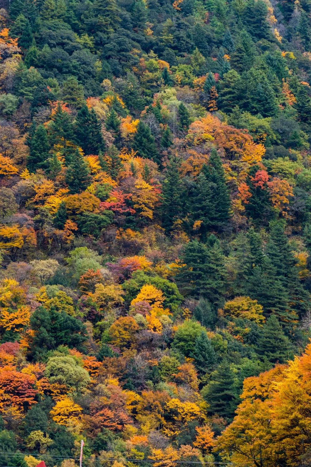 绫充簹缃楅湼鐜嬪北鏃呮父瑙嗛,绫充簹缃楅湼鐜嬪北鍏ㄦ櫙