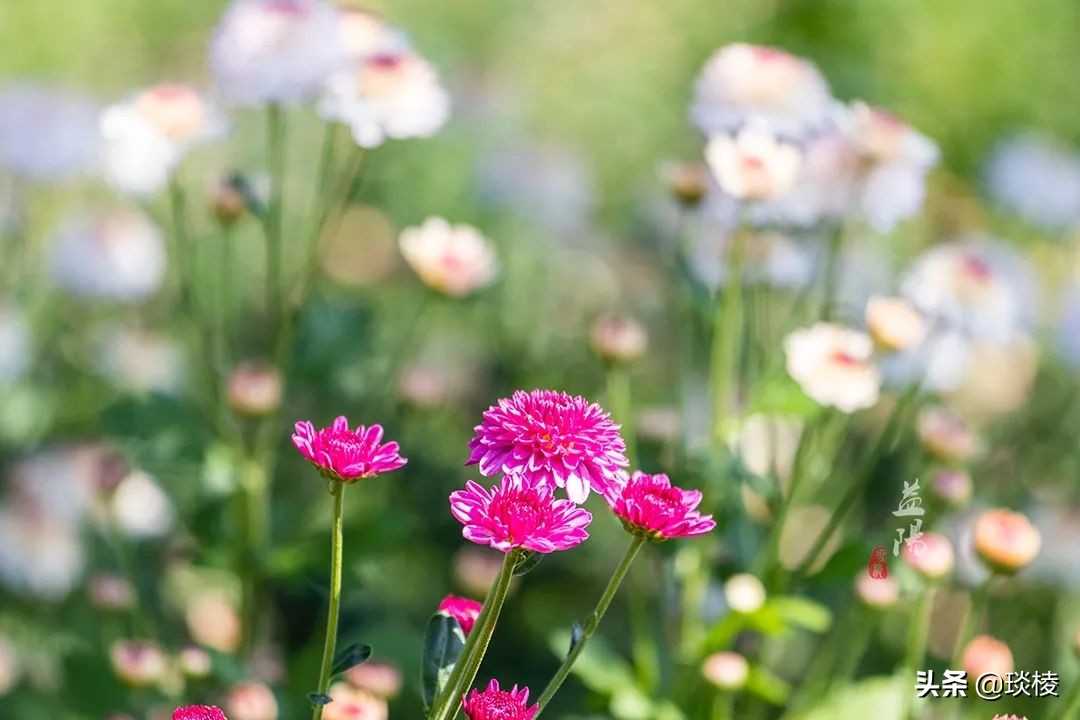 春风十里不如你,这些花海在国庆期间盛放,不要错过了
