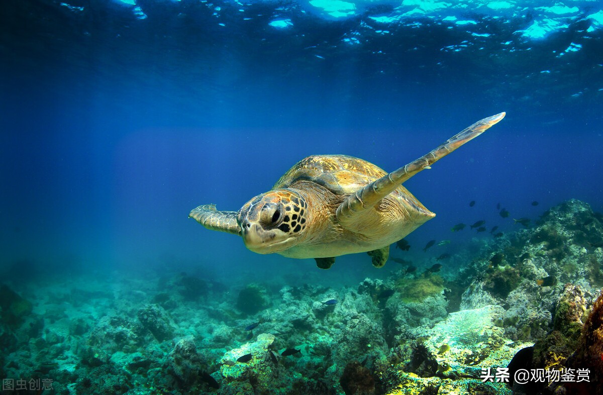 新手养陆龟最容易上手的三种龟,哪些半水龟可以当陆龟养