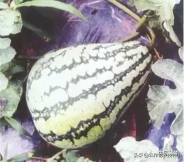 西瓜栽培技术全面的文字解释,西瓜栽培技术和方法