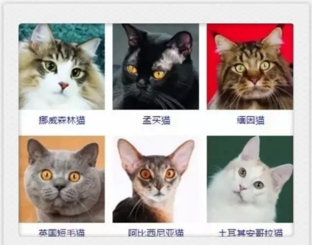 猫咪有哪些品种大全,不吃肉的猫咪是什么品种