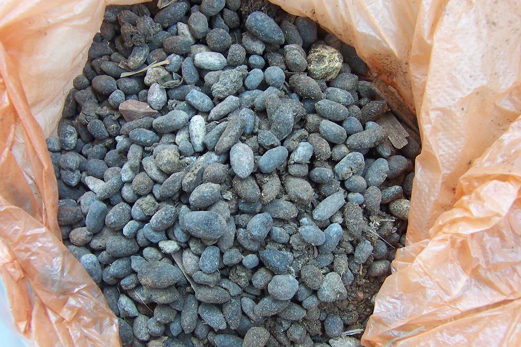 家里种了一颗爬墙花,家里种爬藤蔷薇好吗