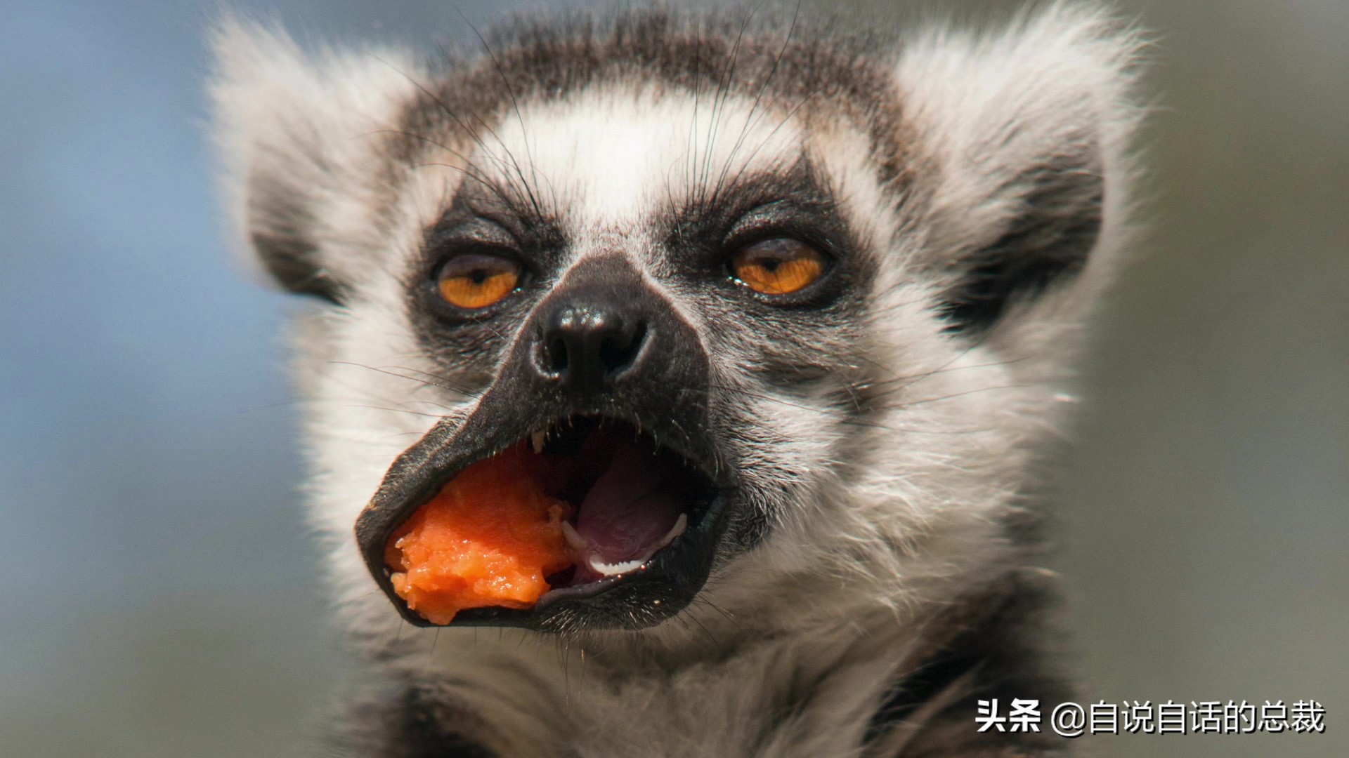 全世界的柠檬都读Lemon?这背后有一个刻在8号染色体上的上古故事