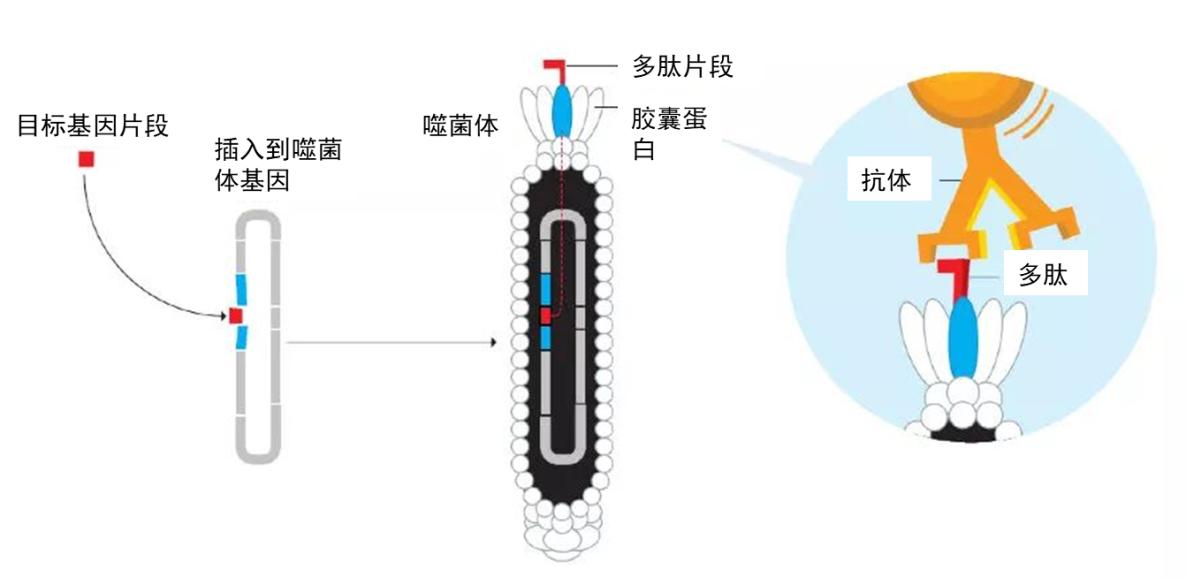 噬菌体长相非常奇怪,可怕的病毒噬菌体
