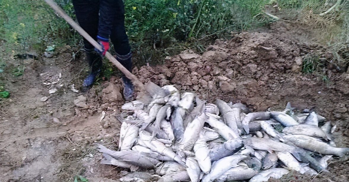 春天池塘死鱼怎么处理,池塘为什么会出现死鱼