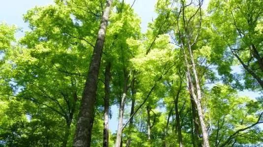 巴中南江要火了！入选国家生态示范县