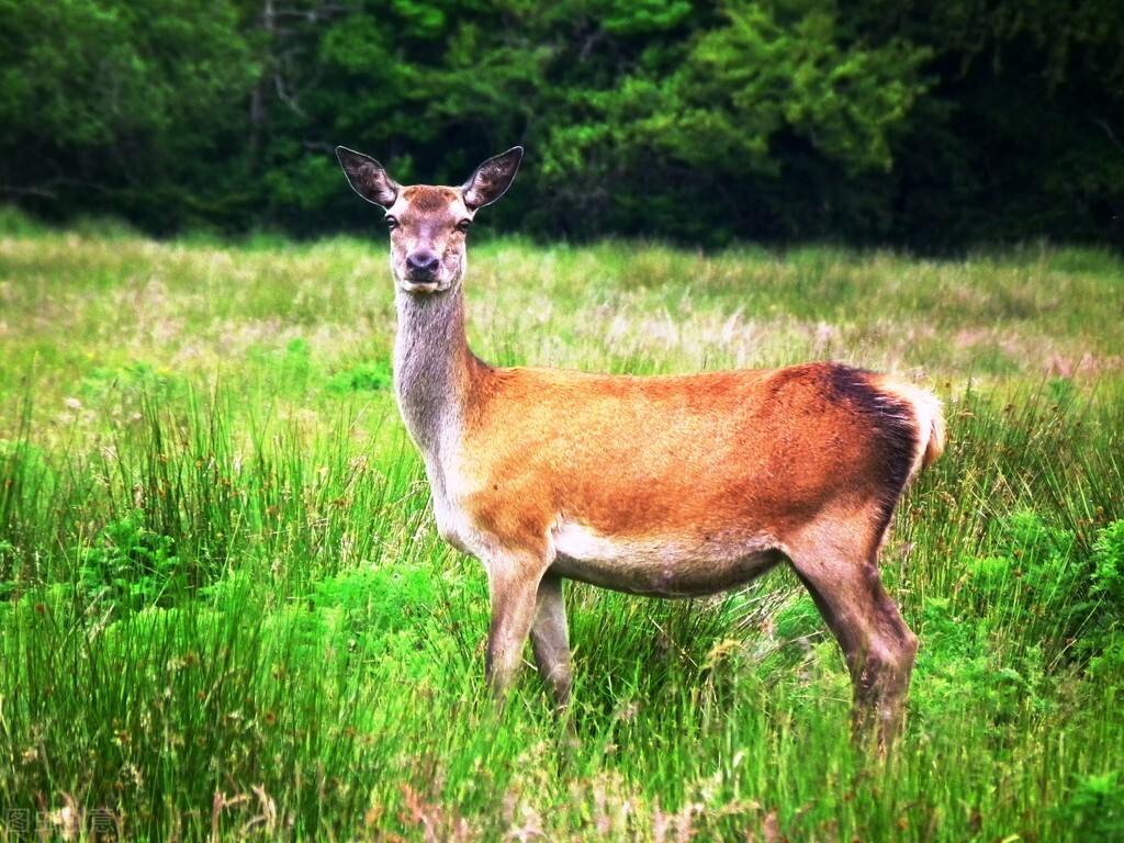 故事：士官“丢丢”的婚事
