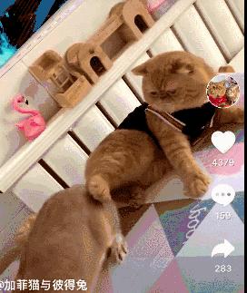 萌宠应该选什么标签,萌宠可以从哪个方面介绍