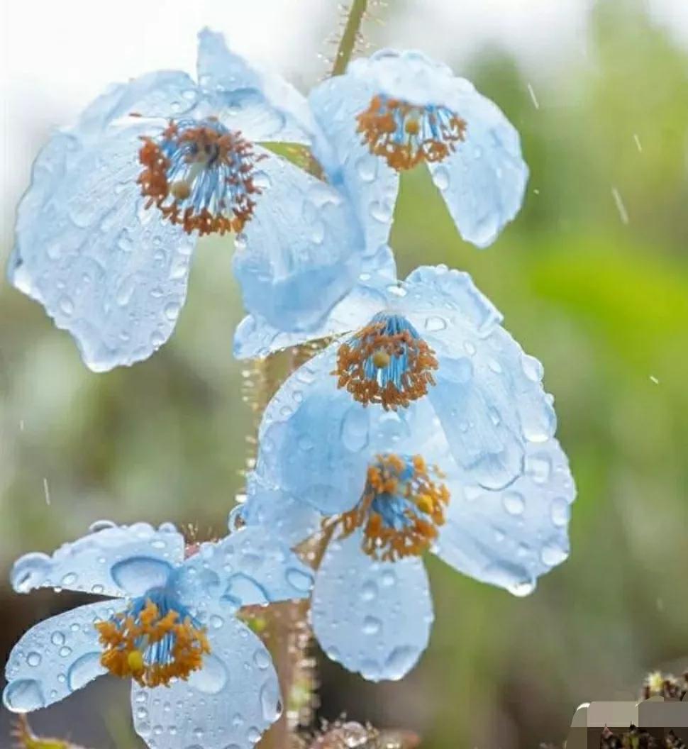 神秘变色花：一下雨就隐形又透明，芳踪难觅！和你捉迷藏的美人花