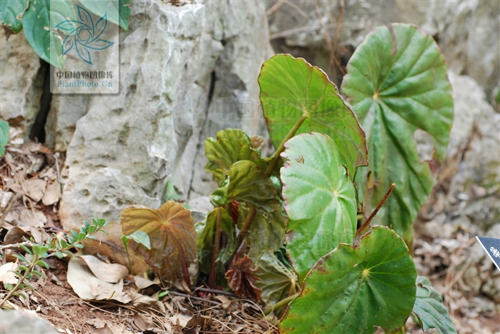 舒筋活血跌打损伤药酒配方,地龙能治疗跌打损伤骨折吗