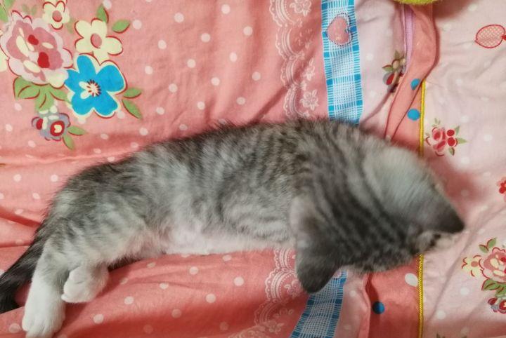 英短1200元靠谱吗,一千元的英短靠谱吗