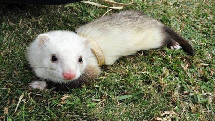 宠物貂可以活多少年,宠物貂能活多少年