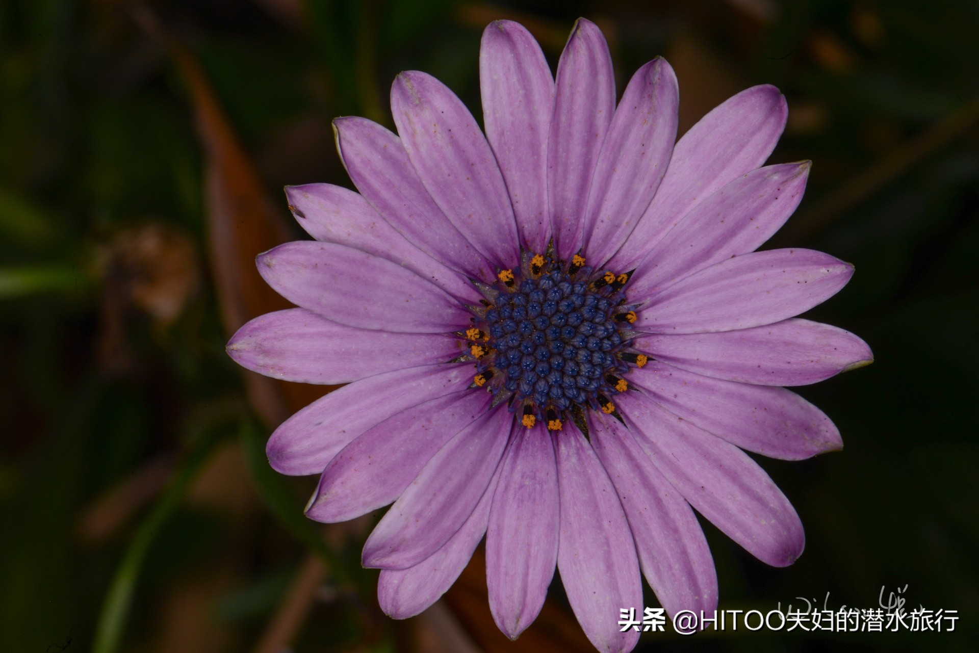 先有黑水祠，再有昆明城，来黑龙潭看奇景异木|自驾游记4