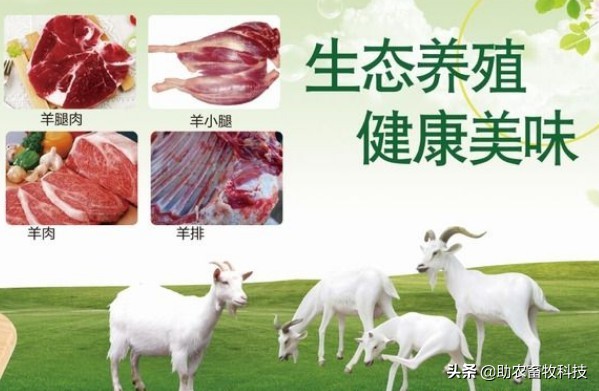 养羊夏季怎样减少骚臭味,养羊低温处理法