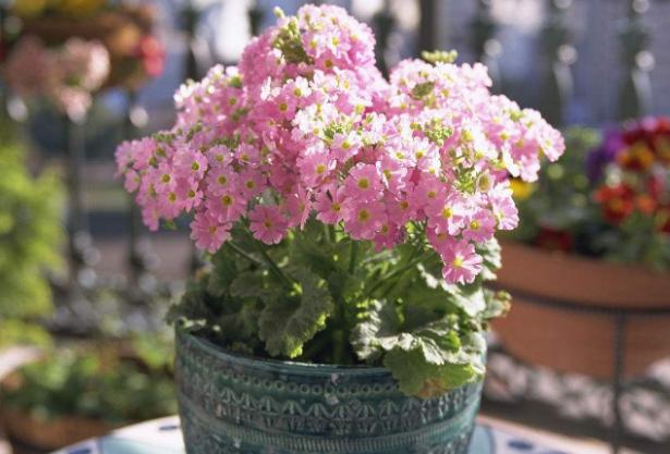 过期药养花的妙用,这五种药过期了千万别扔掉