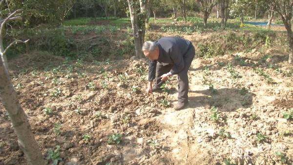 野猪老吃庄稼,野猪下山啃食庄稼江宁村民很苦恼