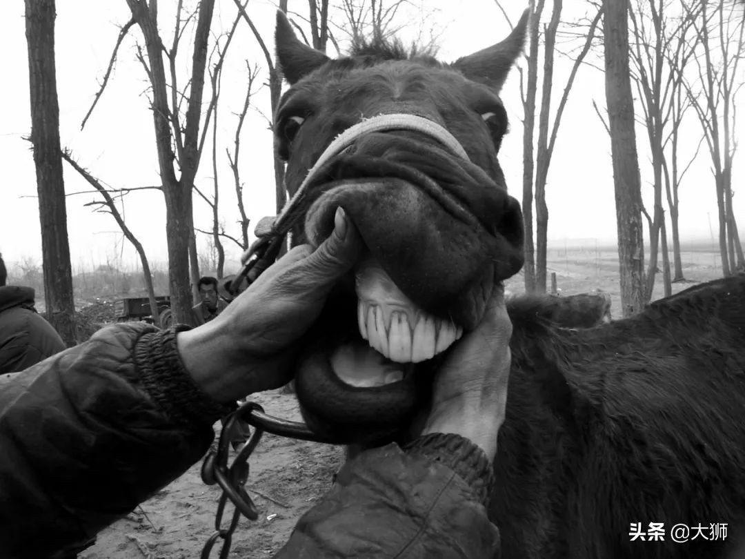 民国骗术奇谭动画,民国骗术奇谭视频