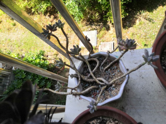 从鼻屎苗到老桩，时光里的蜕变