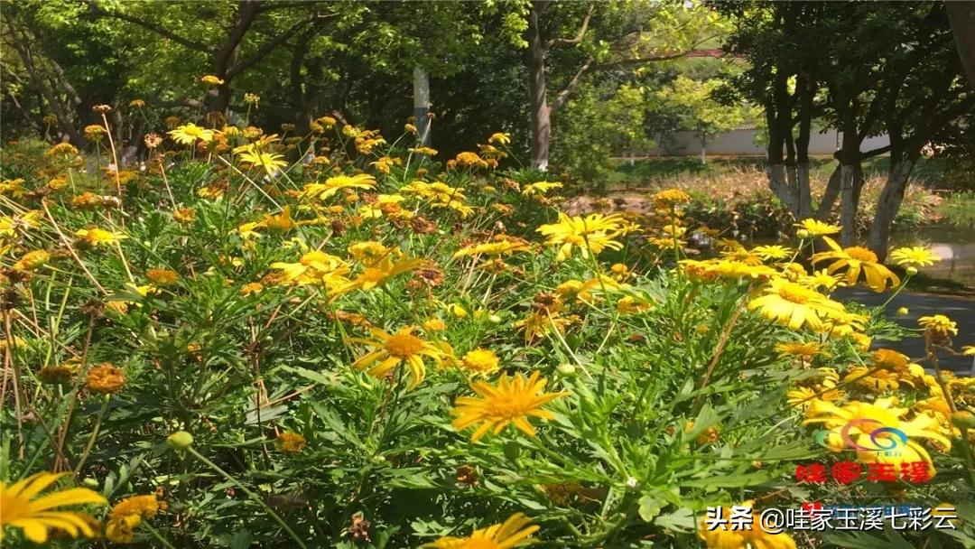 睡莲花开冬天,夏天睡莲开花了