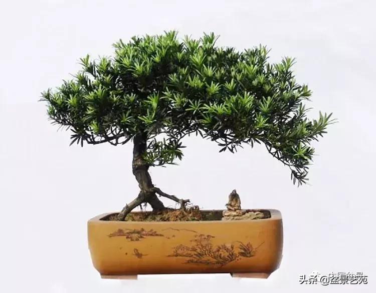 胡庆魁无穷的怀念：我说我盆景与母亲的手