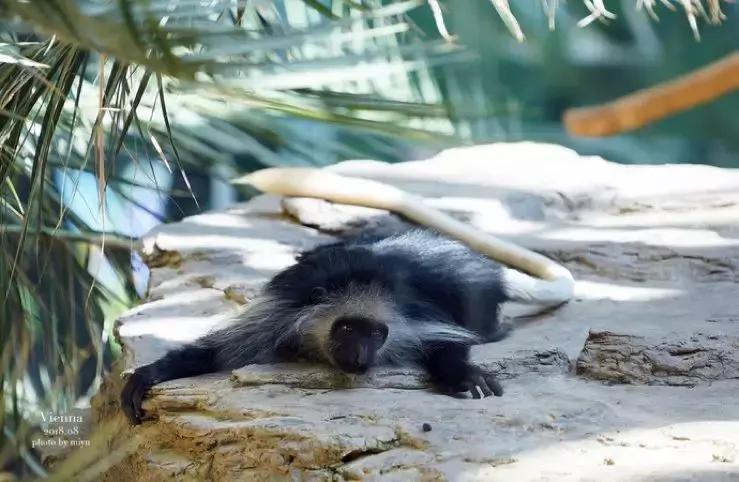 世界十大神奇动物,十大神奇动物园