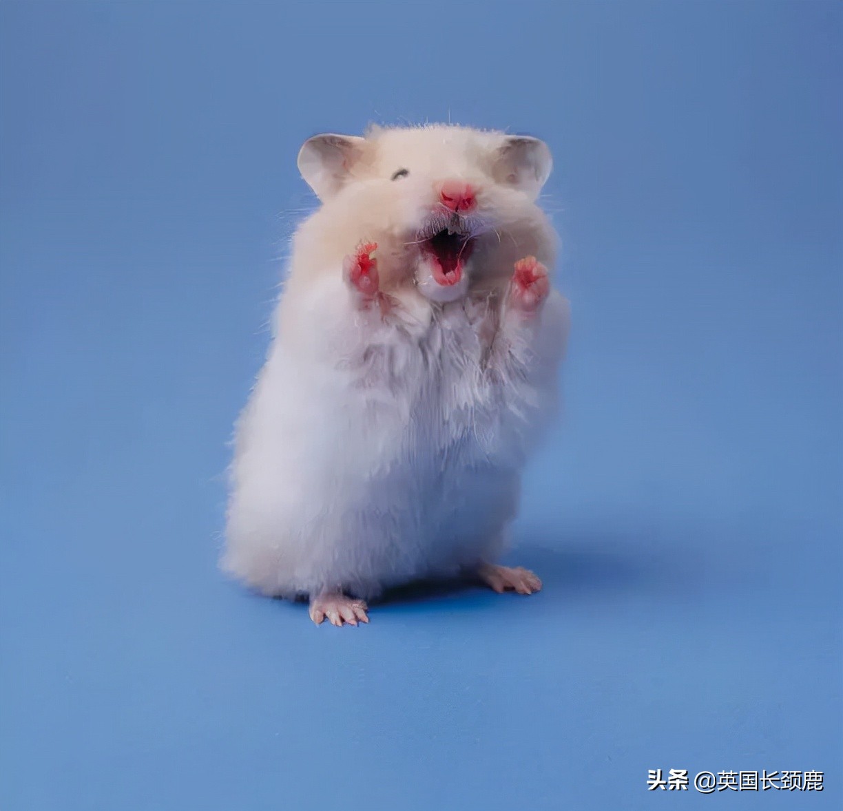 羊驼专治什么病,羊驼治愈厌食症