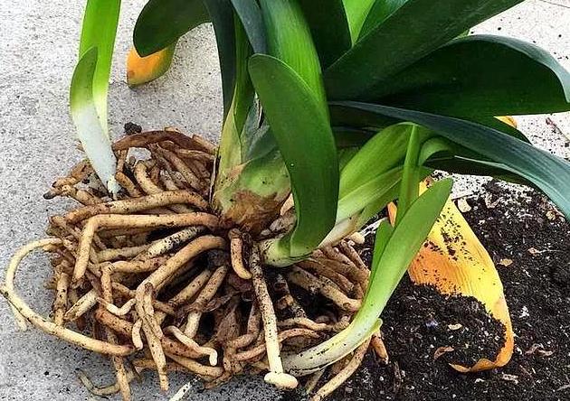 君子兰高端大气观叶观花盆栽,精品君子兰室内桌面观花小盆景