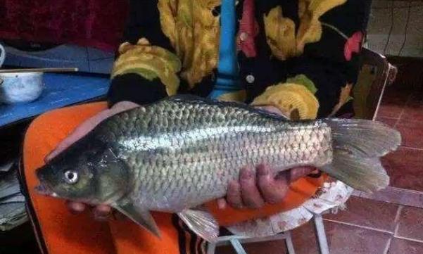 农村集市上买便宜的活鱼吃,贪便宜吃鱼