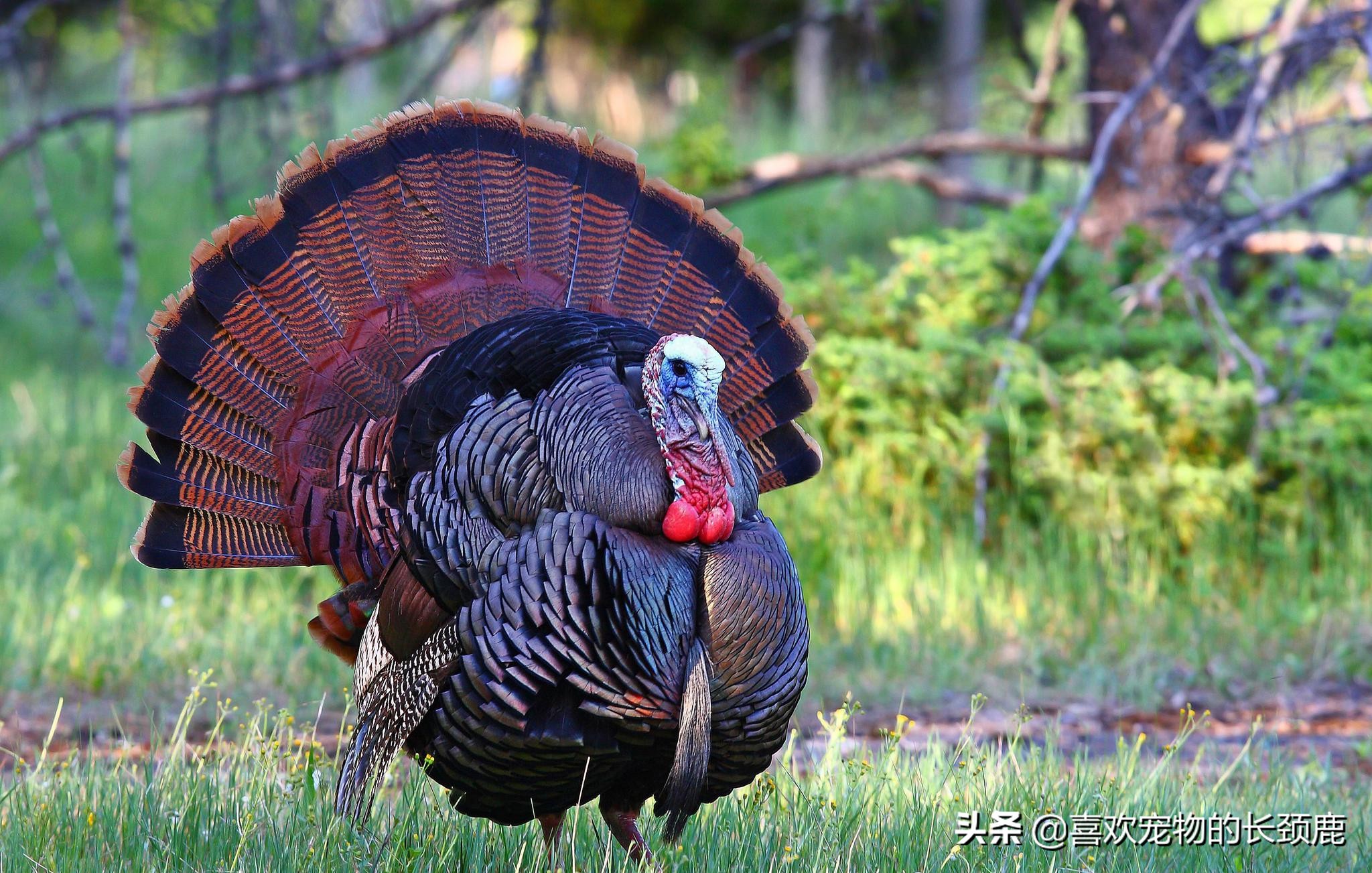 长得丑，火气大，价格昂贵，还不好吃，也许这就是火*吧鸡**