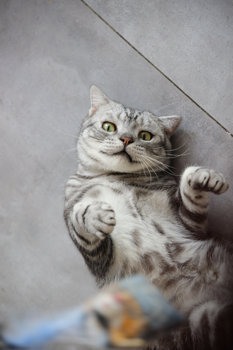 腾龙35mmf2.8手动镜头,旅拍佳能镜头推荐