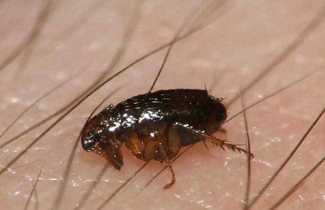 阿拉斯加犬掉毛怎么快速去除,阿拉斯加鼻头处掉毛