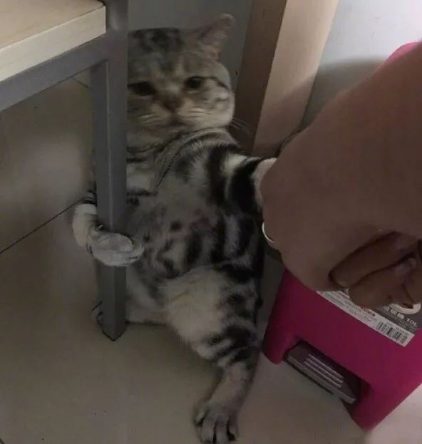 冬天给猫咪洗澡会不会感冒,猫咪冬天洗澡会感冒吗