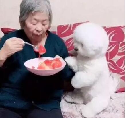 最贪吃狗狗视频,狗狗最爱吃的东西大全