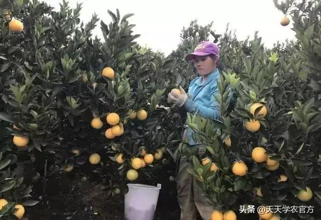 黄龙病使柑橘退化,柑橘黄龙病产业调整指导意见