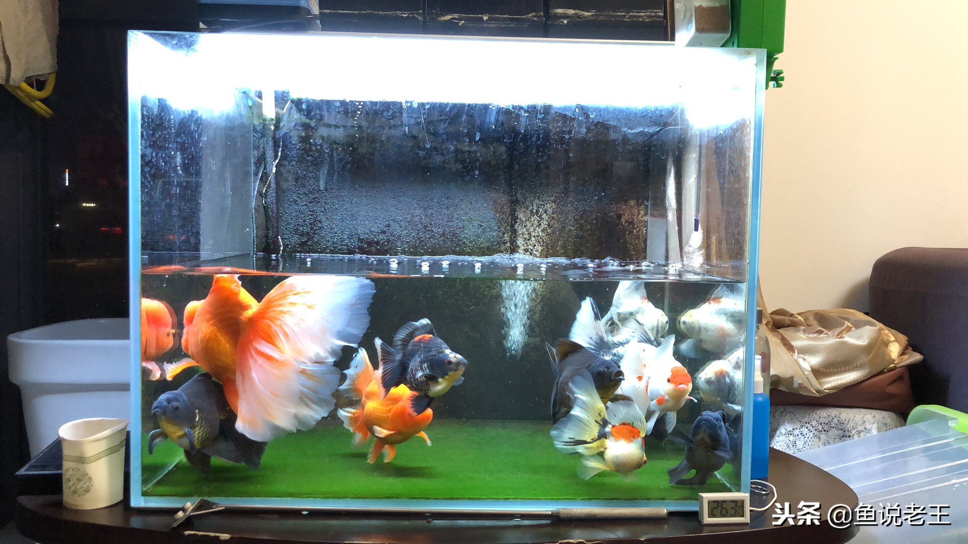 长时间不换水鱼会死吗,长时间不换水鱼会得什么病