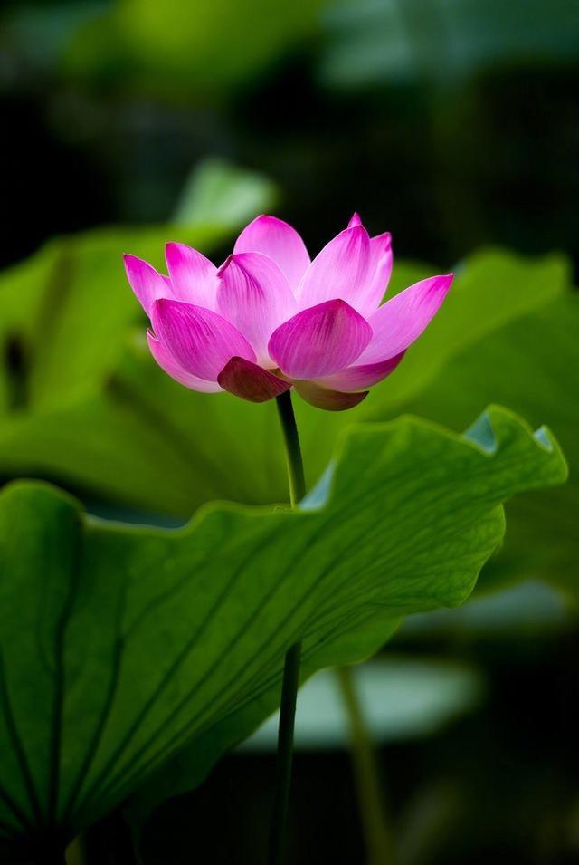 佛语禅心净化心灵的句子精选100句,感悟人生经典佛语句子