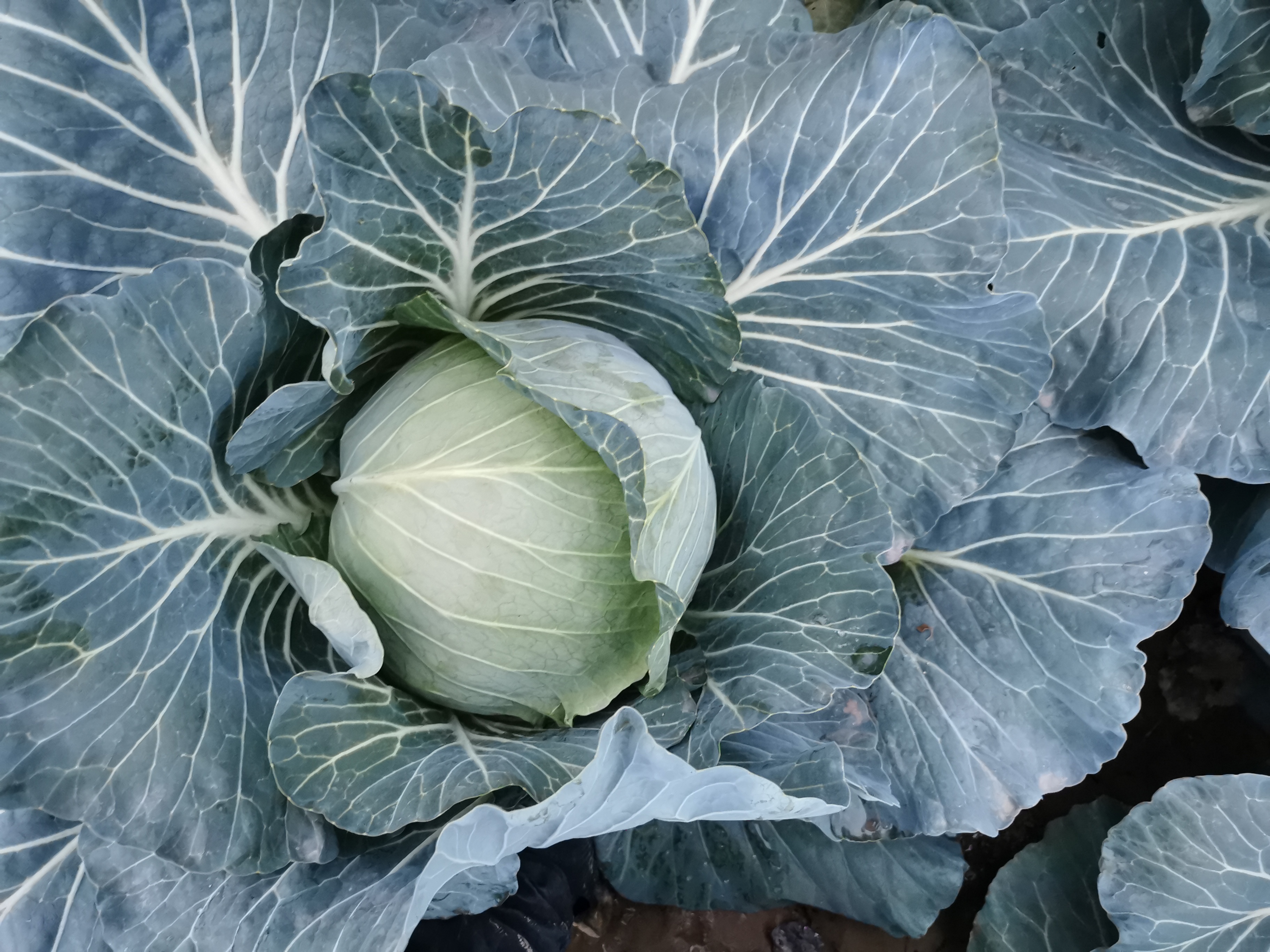 河南科技报防汛抗灾系列科普之十六——河南省特大暴雨后换茬补种露地越冬甘蓝效益高