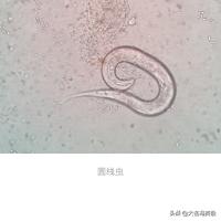 定期做驱虫就没必要担心,定时驱虫为什么还有跳蚤