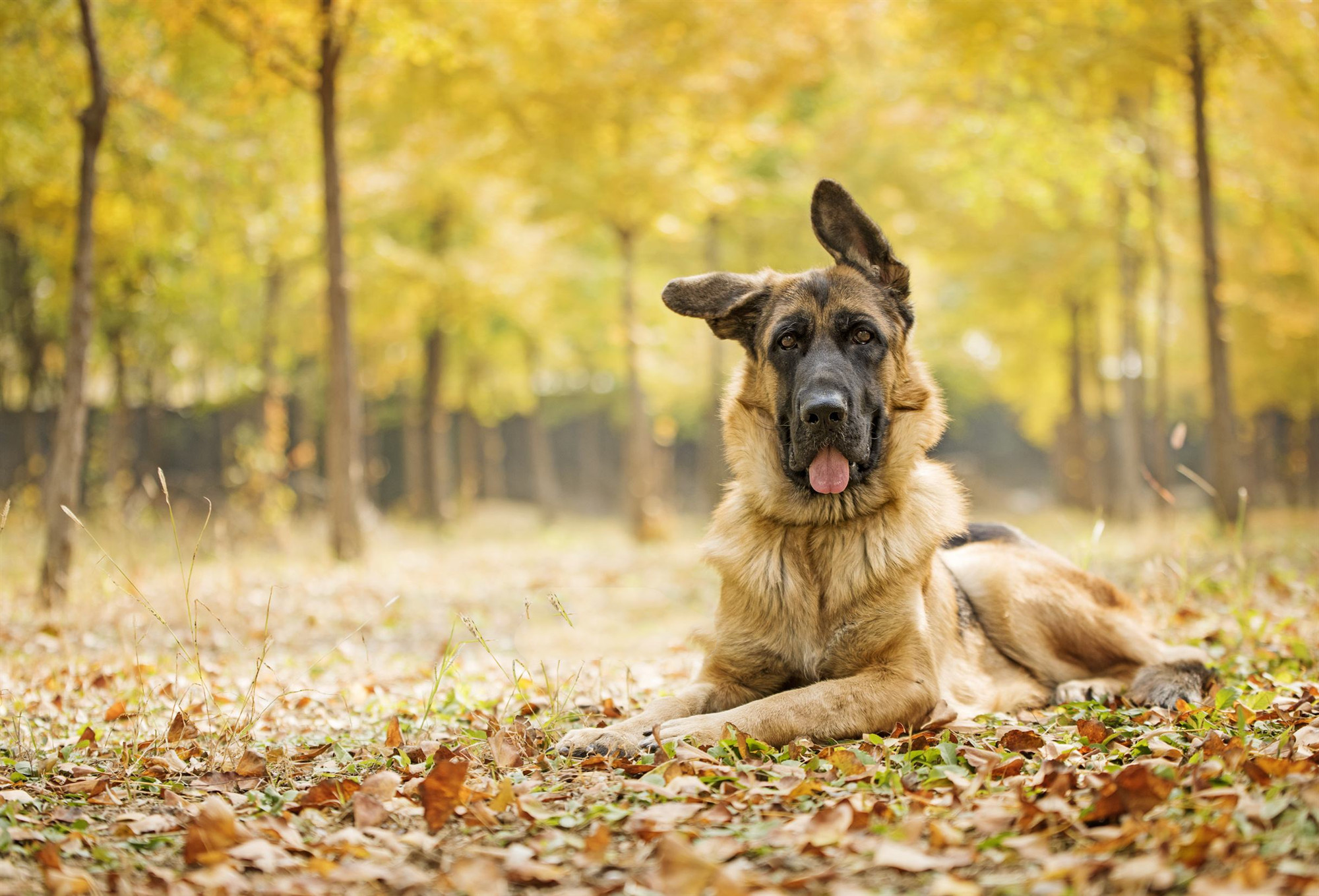 同为警界佼佼者的马犬和德牧,两者之中谁更优秀?