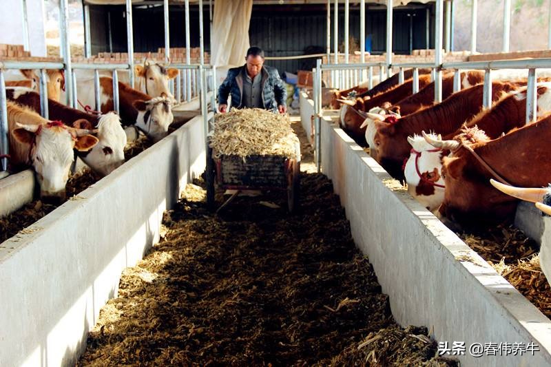 母牛下牛犊已经六个月了,但是还不发情,应该怎么治?