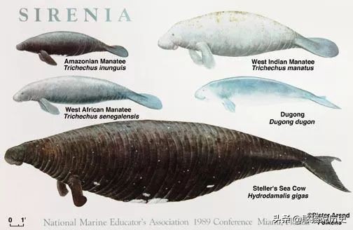 海洋里的哺乳动物是怎么哺乳的,海洋哺乳动物怎么喝水