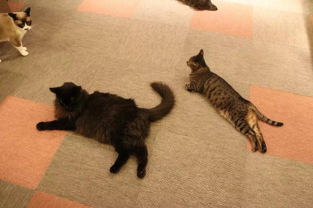 可以撸羊驼撸猫撸狗的咖啡厅,猫咖咖啡馆买猫