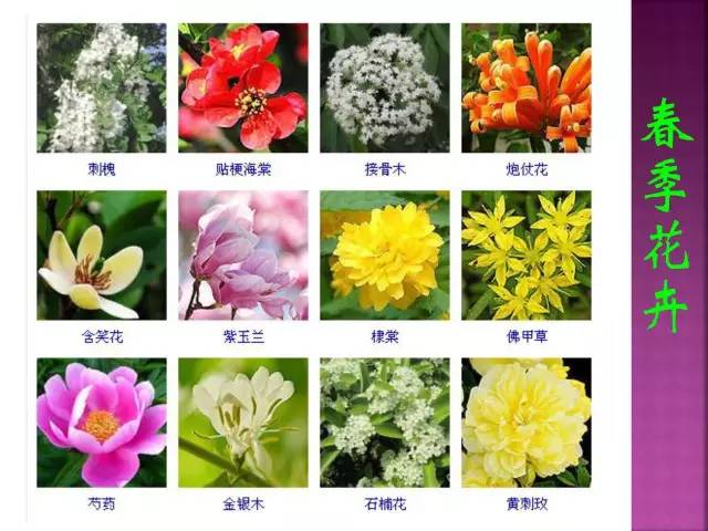 花卉大全500种观叶植物名称,1332种常见花卉植物图谱