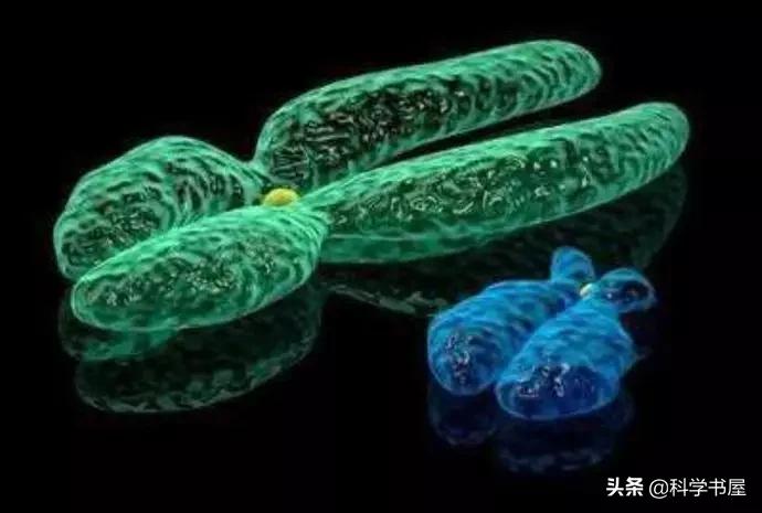 科学家发现人体最新染色体,科学家发现男性的x染色体消失