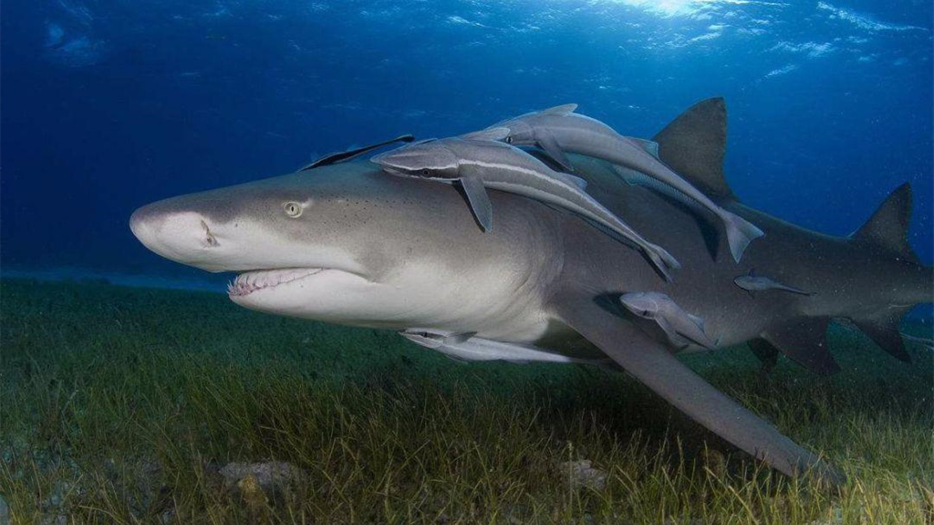 敢在鲨鱼背上撒野的吸盘鱼,曾被当做“猎鱼”,最爱搭顺风车周游