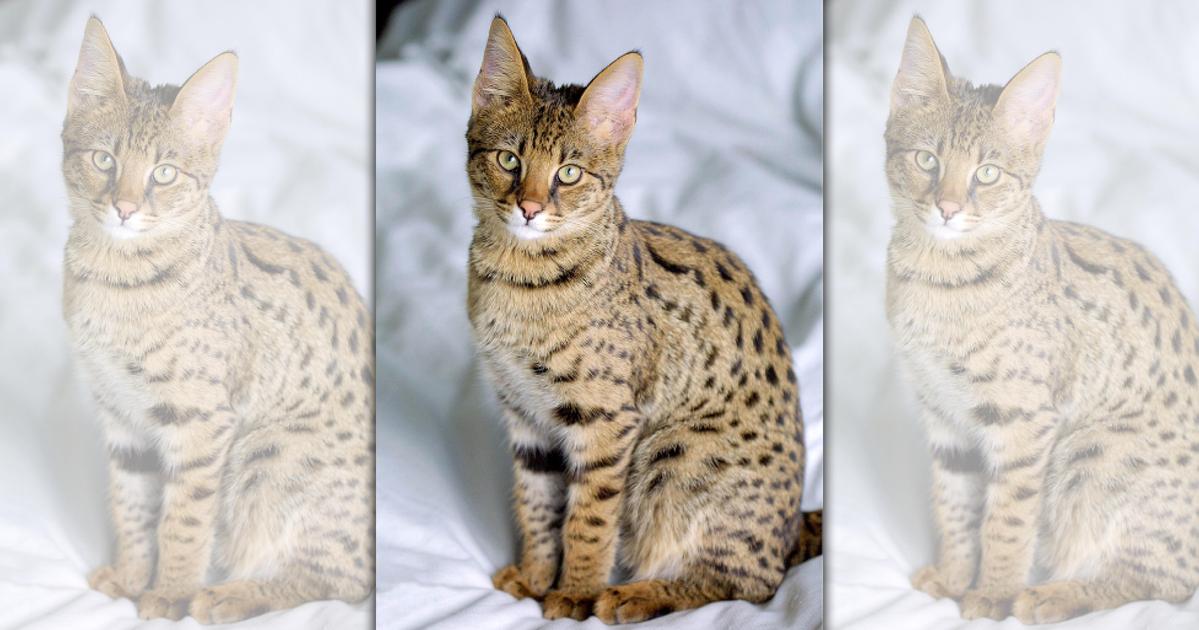 一万多宠物猫买回家后发现异常,买了一只宠物猫越养越不对劲