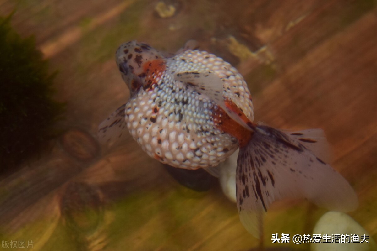 哪种金鱼最适合新手养,金鱼中哪种金鱼最好养