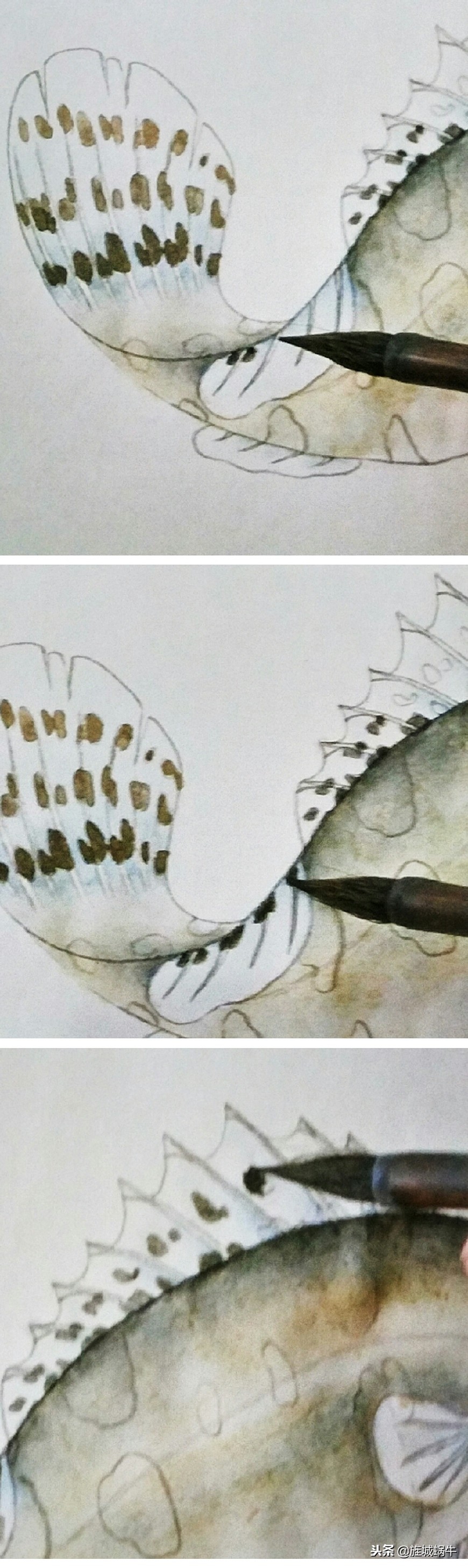 鳜鱼画法小视频,鳜鱼工笔画法视频