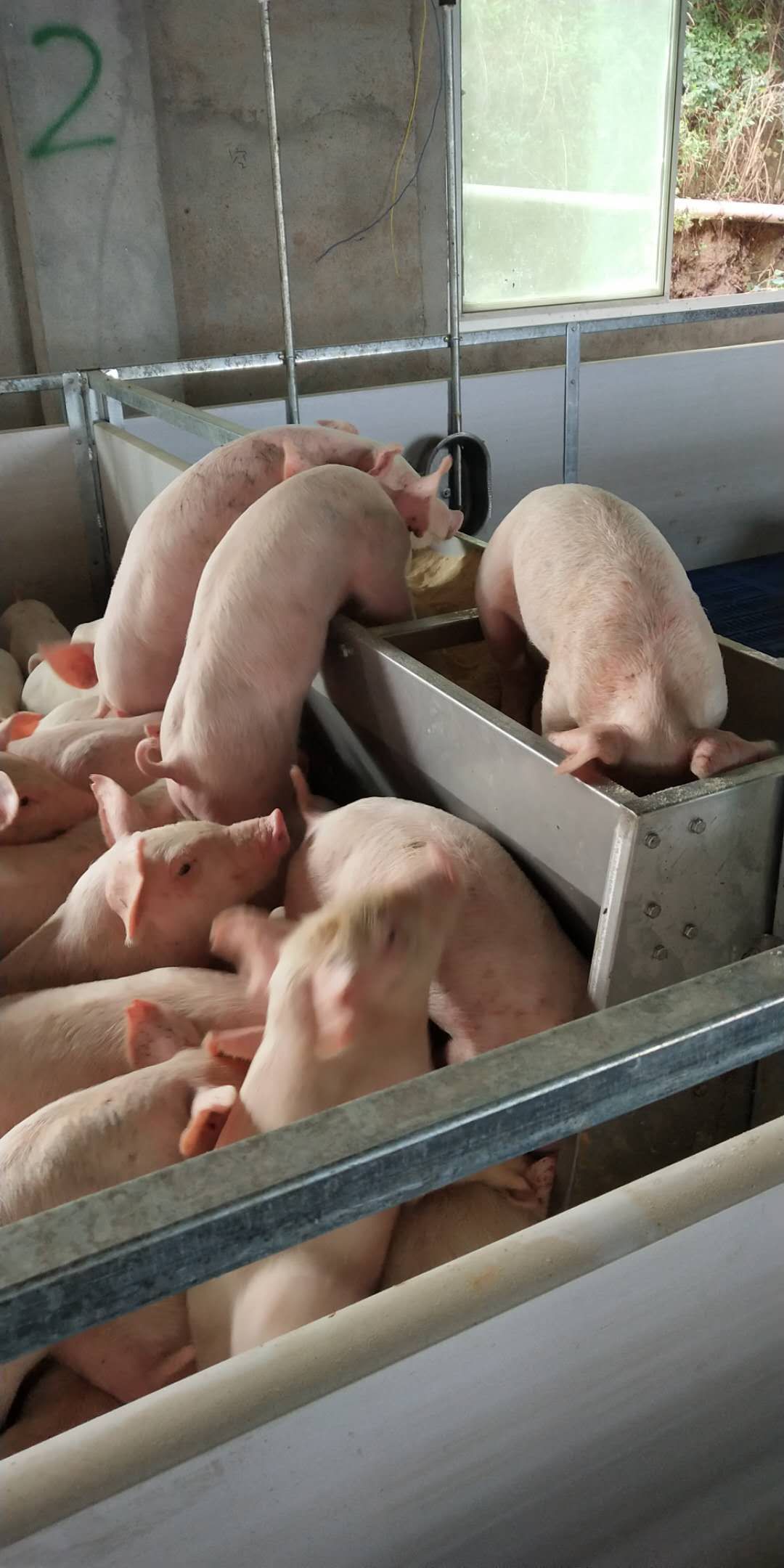 养猪常识及技巧大全,养猪宝典先进的养猪技术和方法